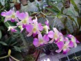 /album/podochileae/dendrobium-hybrid1-jpg/